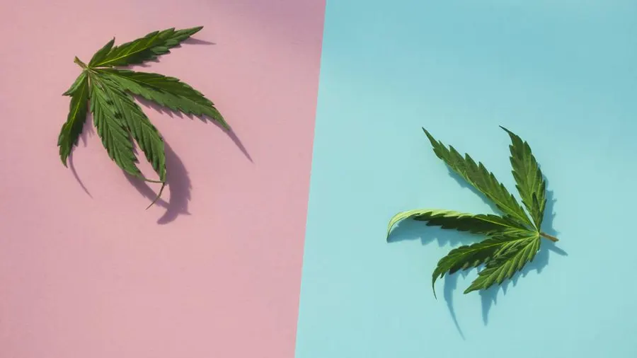 Delta-8 THC and CBD as Likely Alternatives for Children’s Entertainment and Relaxation Delta-8 THC and CBD as Likely Alternatives for Children’s Entertainment and Relaxation