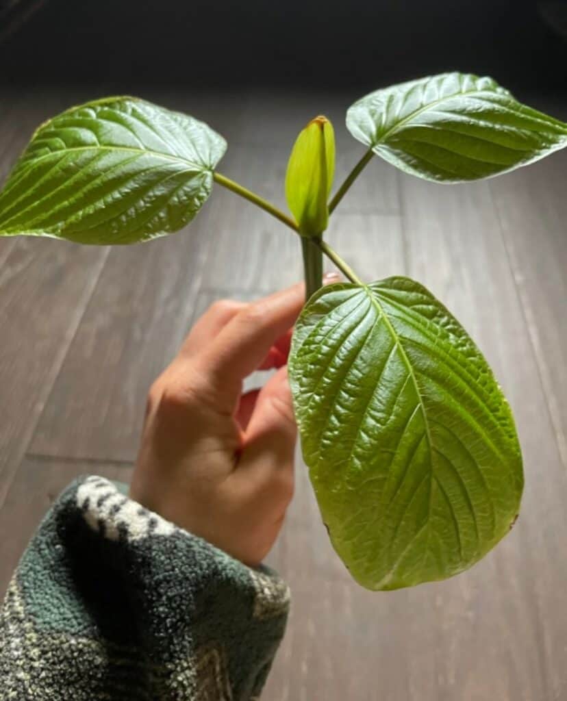 Exploring the Best Methods for Consuming Kratom: A Comprehensive Guide