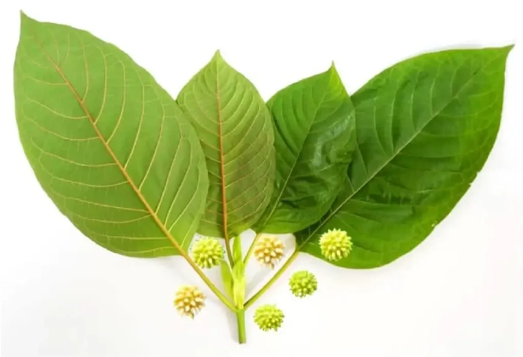 Find Your Energy Boost: Recommended Strongest Kratom for Energy Find Your Energy Boost: Recommended Strongest Kratom for Energy