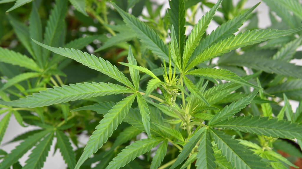 The Science Behind Delta-9 THC and Its Role in Cannabis The Science Behind Delta-9 THC and Its Role in Cannabis