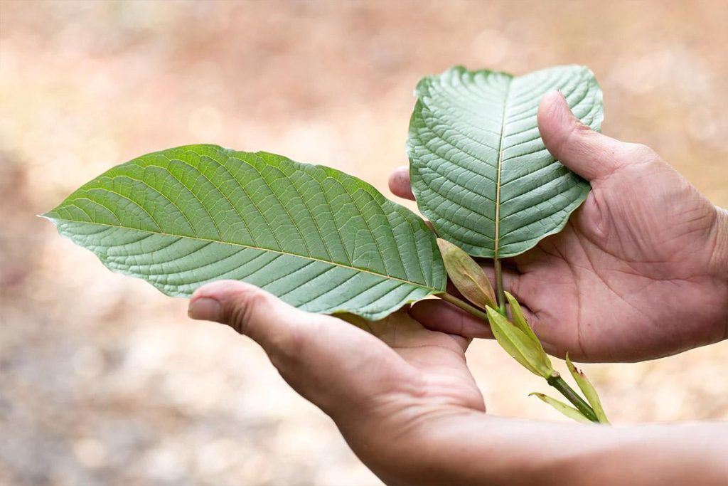 Exploring White Kratom: The Strain for Energy and Pain Management Exploring White Kratom: The Strain for Energy and Pain Management
